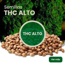 Comprar Samen mit hohem THC-Gehalt