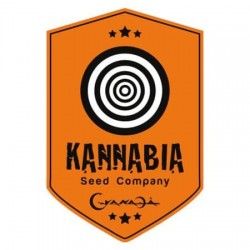 Kannabia Seeds Auto