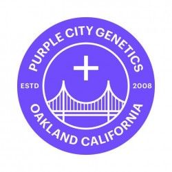 Comprar Semillas Feminizadas Purple City Genetics