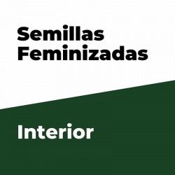 Comprar Feminisierte Samen für den Innenbereich