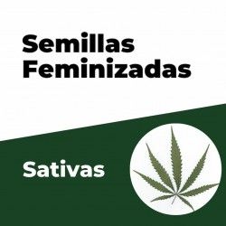 Comprar Feminisierte Sativa-Samen