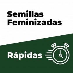 Comprar Schnelle feminisierte Samen