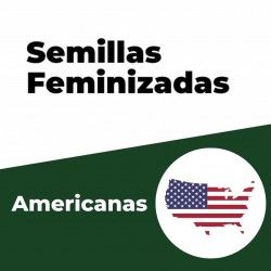 Comprar Amerikanische feminisierte Samen