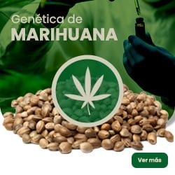 Geneticas de marihuana