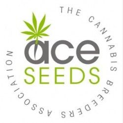 Comprar Semillas Feminizadas Ace seeds
