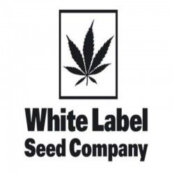 Comprar Semillas Feminizadas White Label Seeds