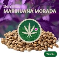 Comprar Semillas de Marihuana Moradas