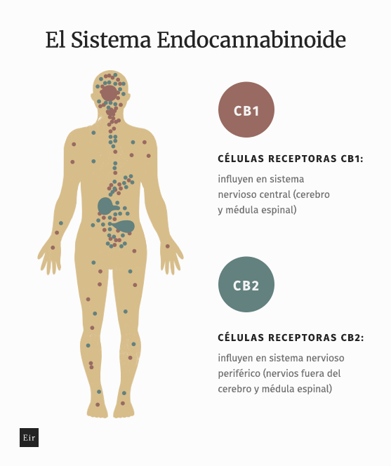 sistema endocanabinoide