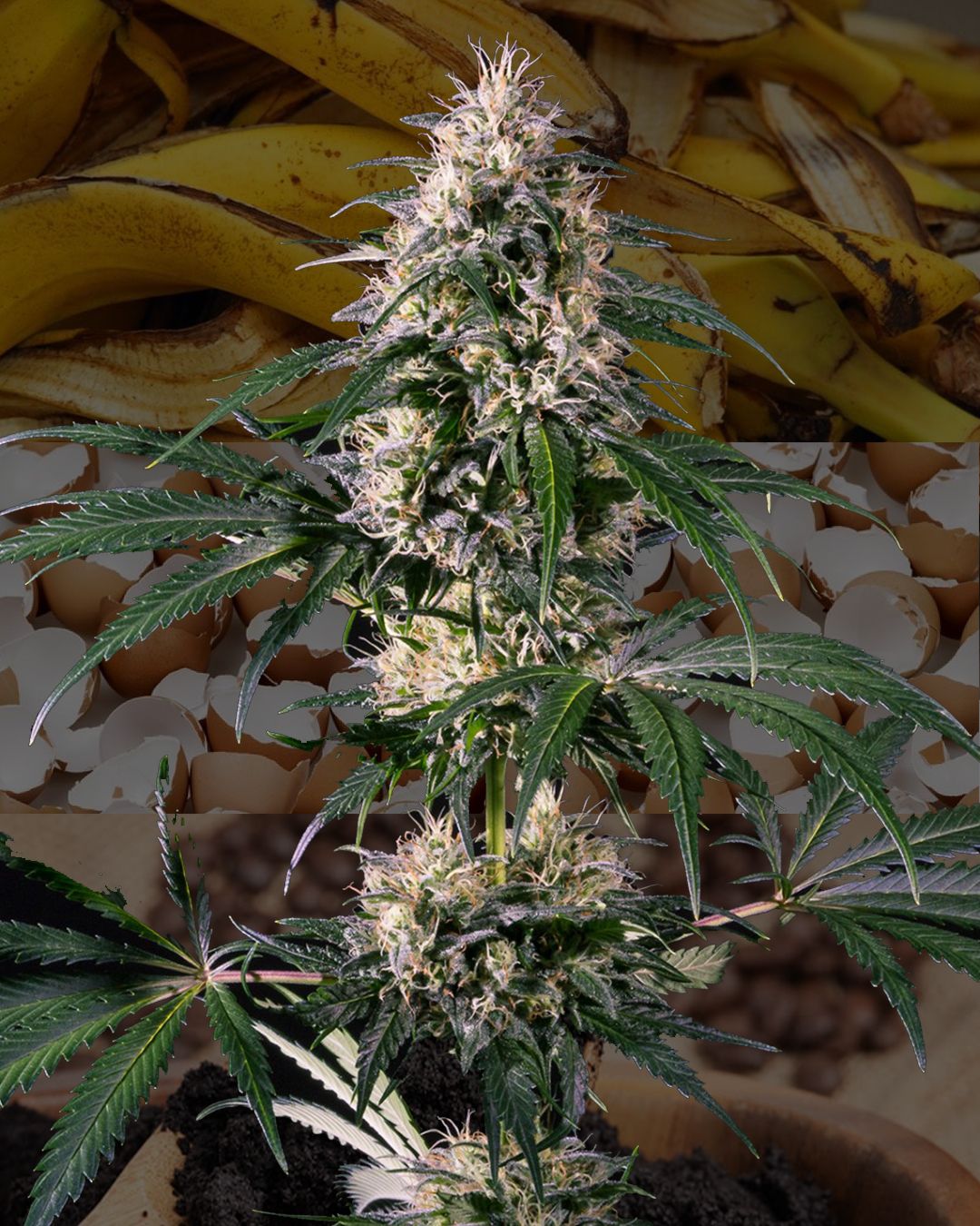 fertilizante floracion marihuana casero