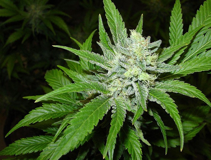 fertilizante floracion marihuana casero