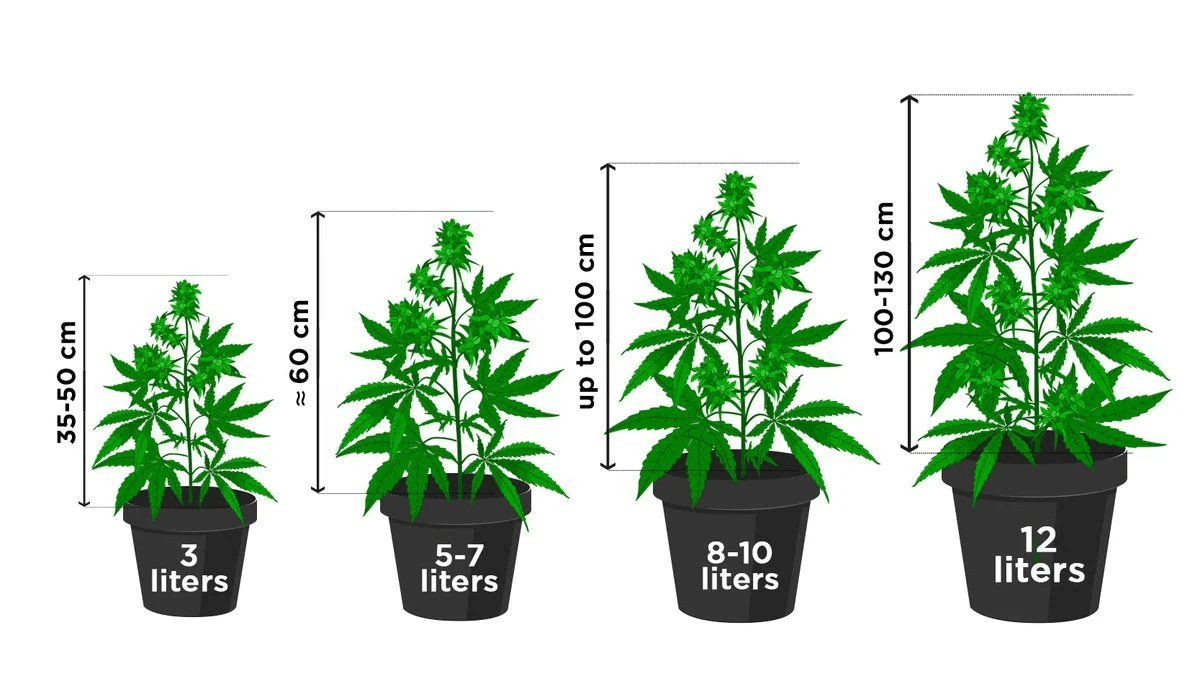 cada cuanto regar con abono la marihuana