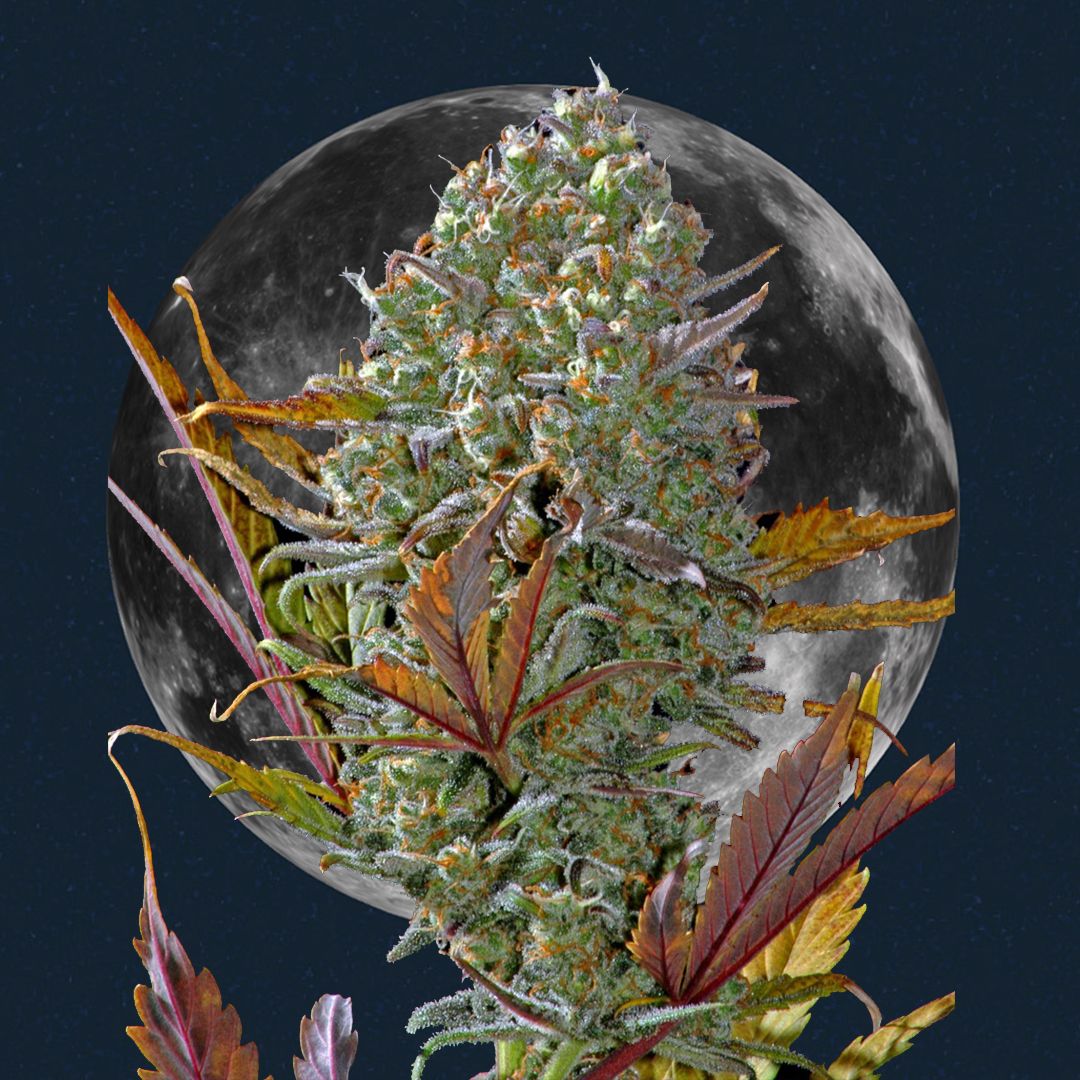 calendario lunar marihuana 2022