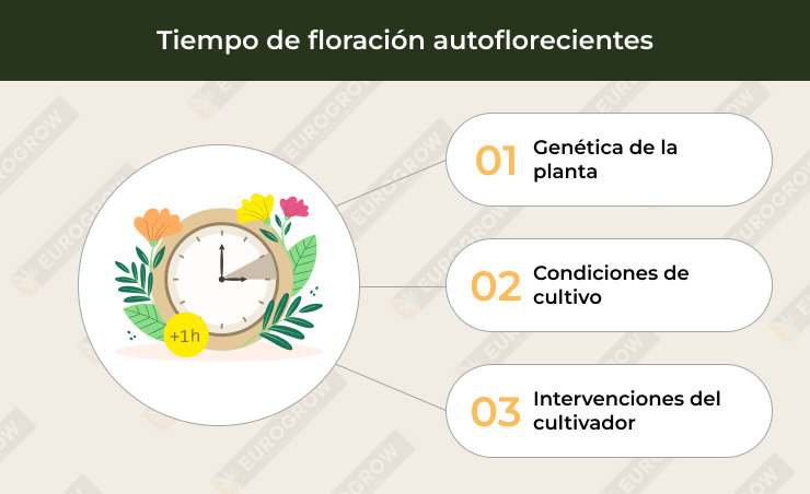 ciclo de floracion en autoflorecientes