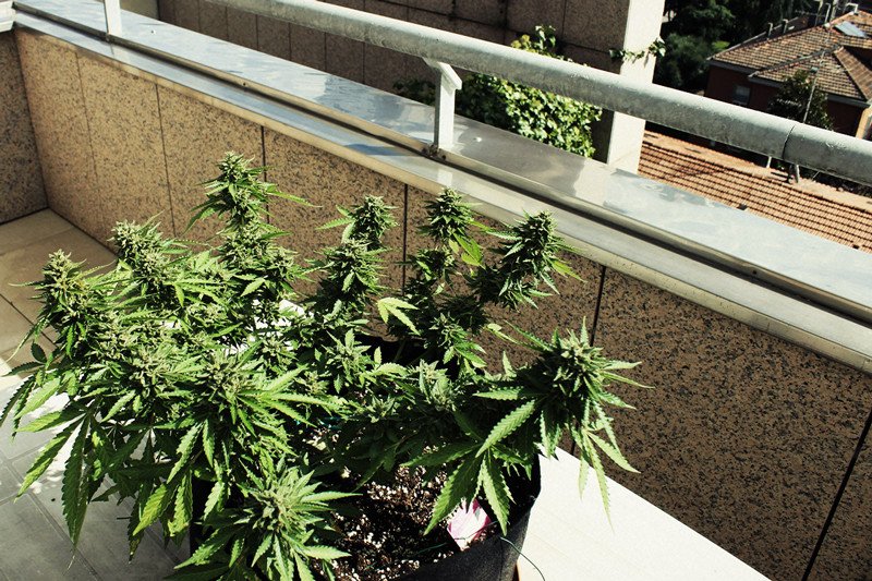 cultivar marihuana en casa con luz natural