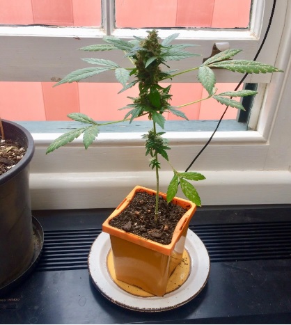 cultivar marihuana en casa con luz natural