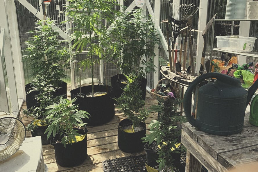 como cultivar marihuana en invernadero