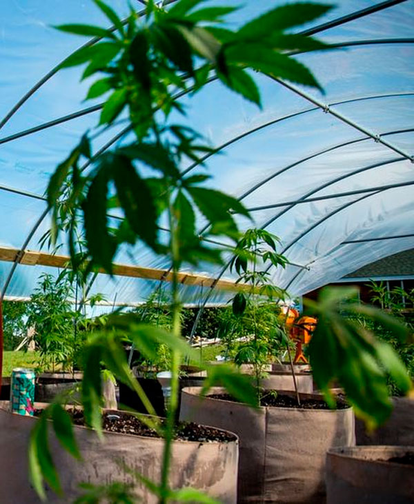 Cultivar Marihuana en Invernadero 【 Paso a Paso 】TIPS ☑️