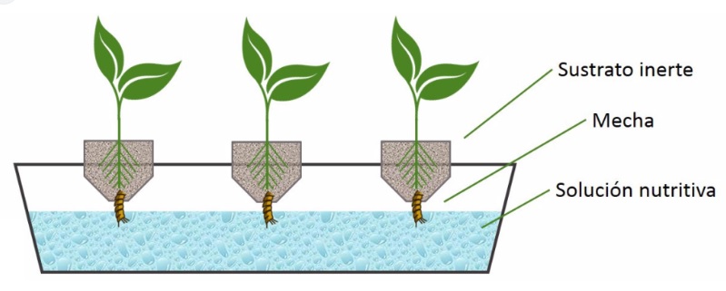 cultivo hidroponico