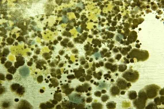 cultivo hongos setas contaminado