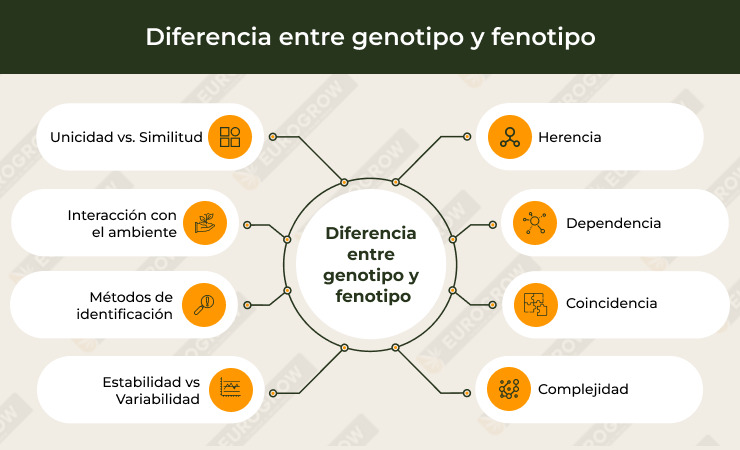 diferencias entre genotipo y fenotipo