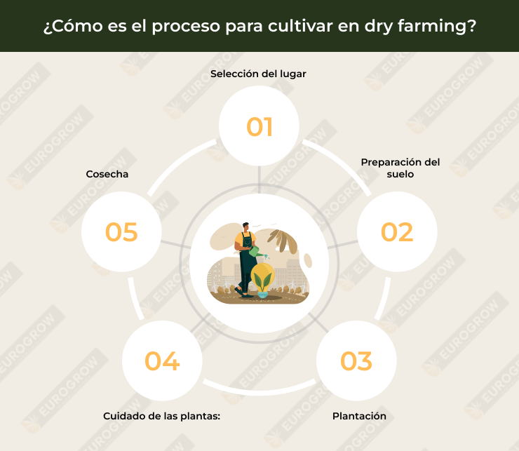 cultivo dry farming