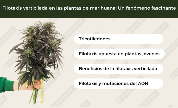 filotaxis marihuana