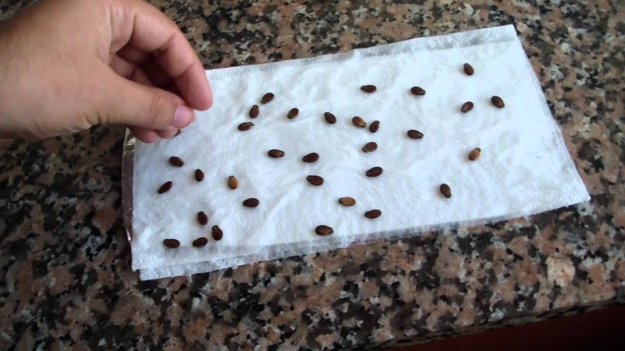 germinar semillas de marihuana en servilleta