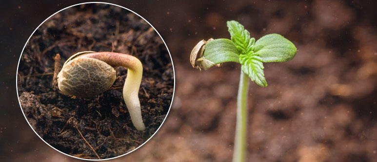 germinar semillas marihuana