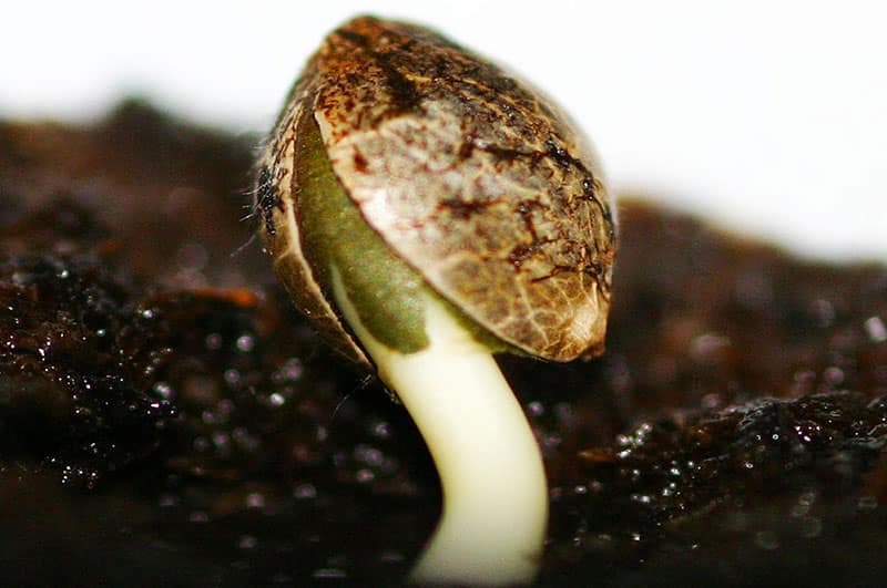 germinar semillas marihuana