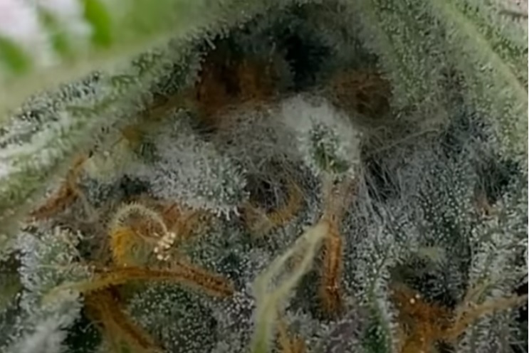 hongos marihuana
