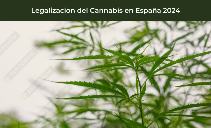 legalizacion de cannabis en España en 2024