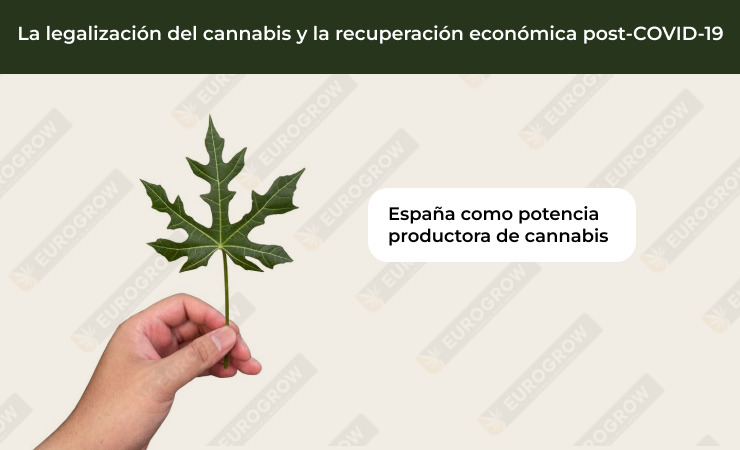 legalizacion de cannabis en España en 2024