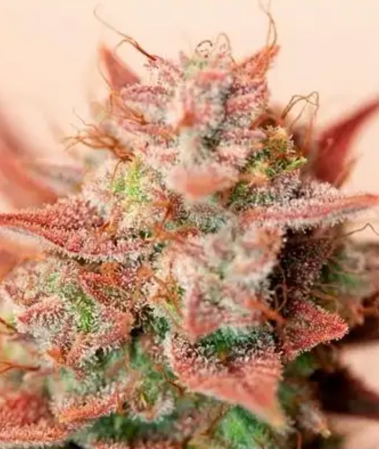 Plantas de Marihuana Compactas: Cultiva en Espacios Reducidos con Éxito