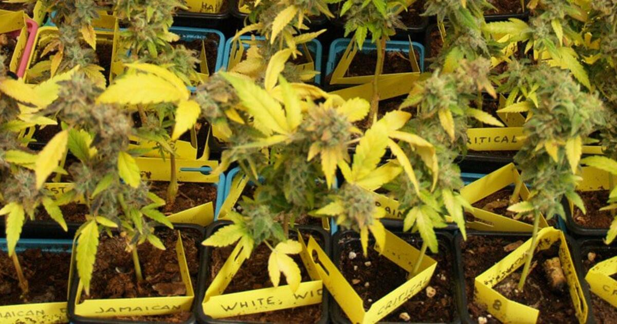 plantas-pequeñas-marihuana