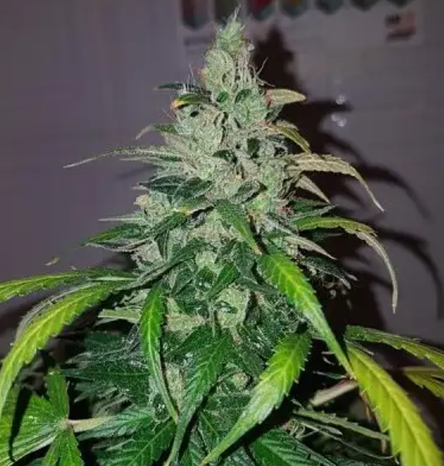 plantas-pequeñas-marihuana