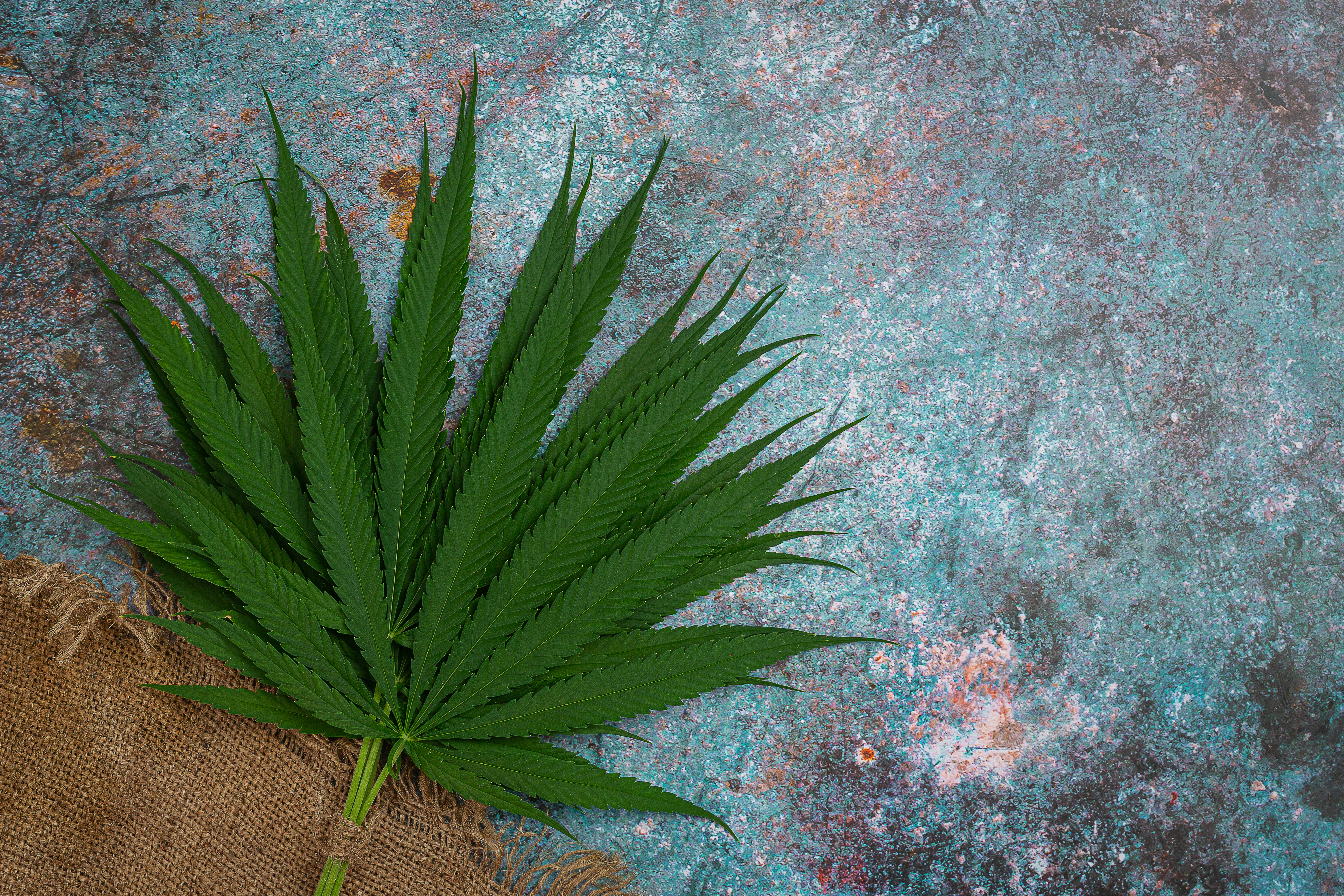 quitar hojas de marihuana engorda los cogollos