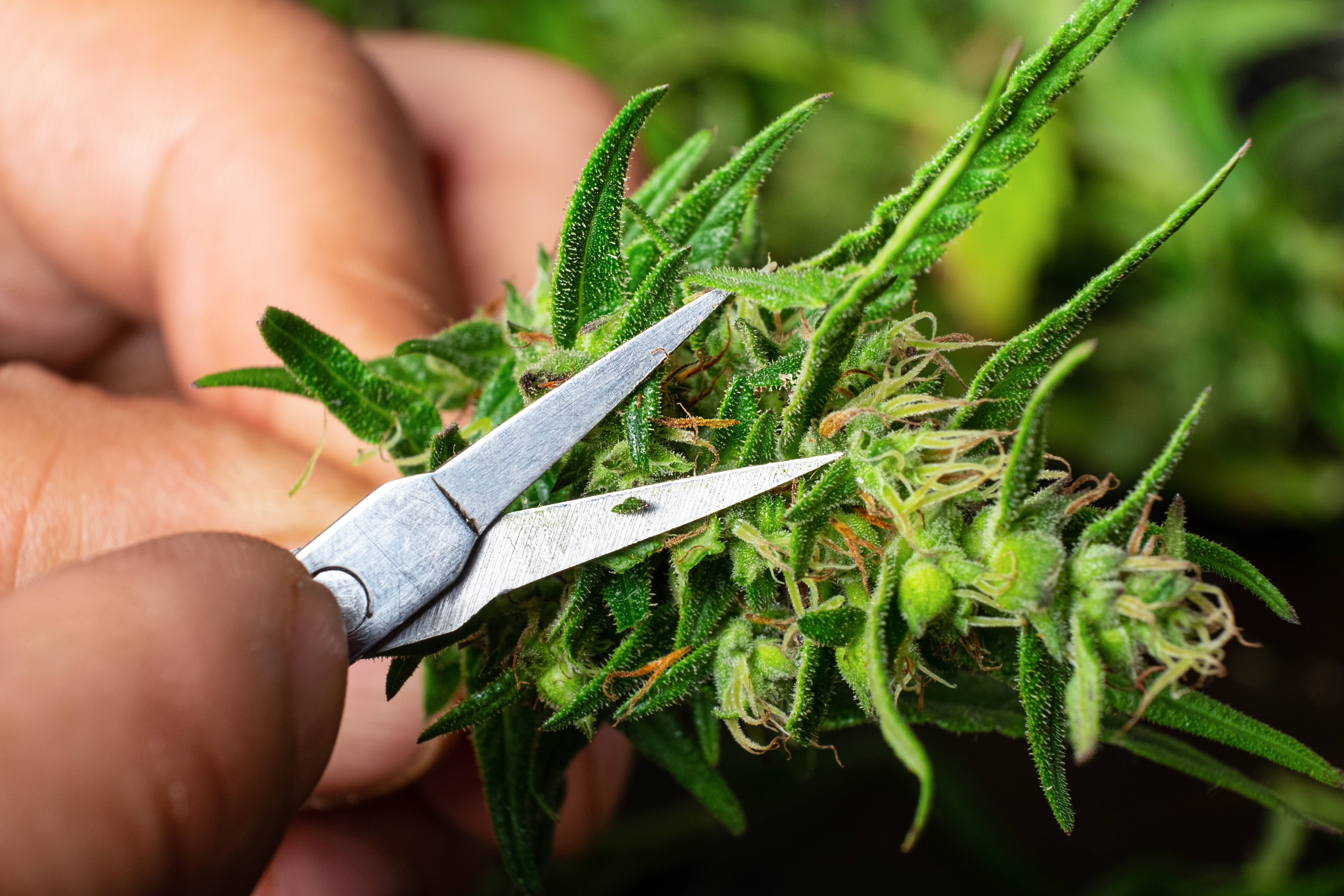 quitar hojas de marihuana engorda los cogollos