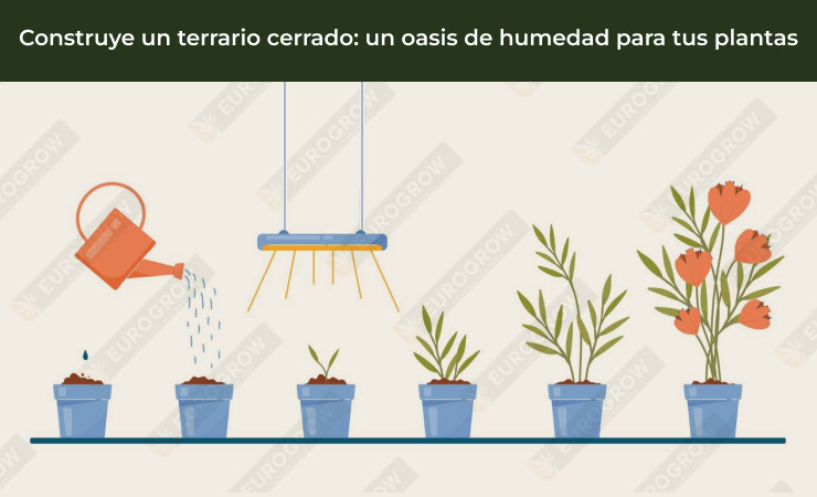 Cómo dar más humedad a nuestras plantas: hablamos humidificadores y otros  métodos 