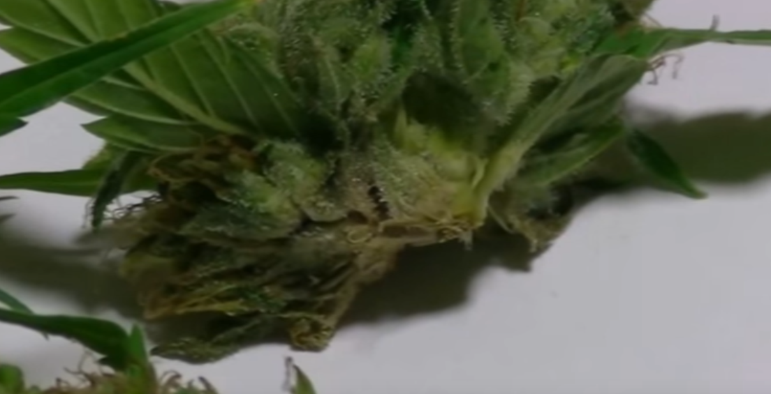 Botrytis en la marihuana en el cogollo donde se aprecia que esta afectado por el hongo