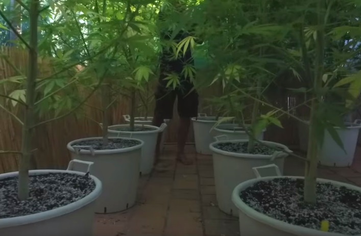Como Plantar Marihuana en Exterior