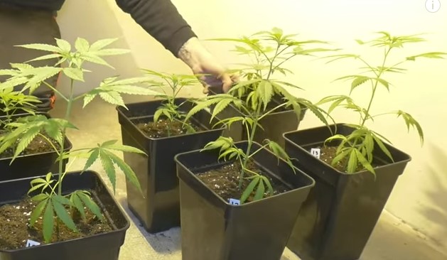 planta marihuana a mitad de crecimiento