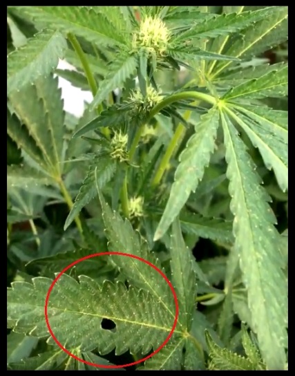 cultivos de interior de marihuana