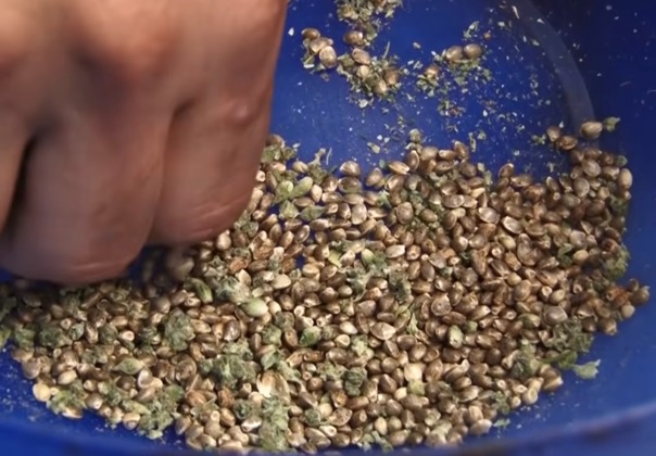 Como sacar semillas de Marihuanas