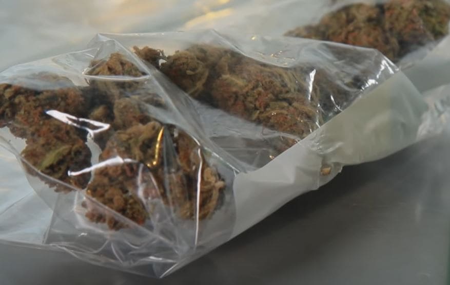 Cómo conservar la marihuana- Alchimia Grow Shop