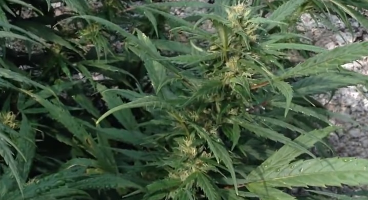 Las mejores semillas de marihuana