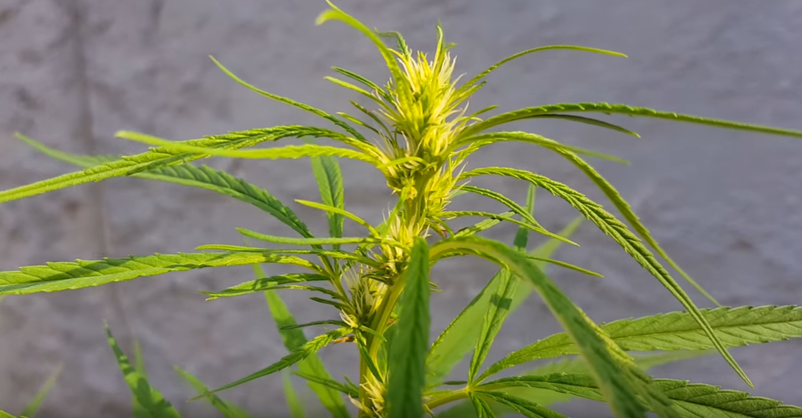 Marihuana floreciendo en todo su espledor, la variedad Sativa florece mas tarde