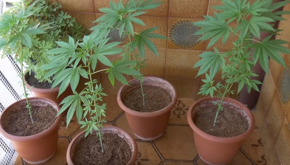 Mejores semillas de marihuana