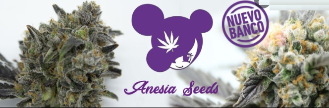 anesia seeds