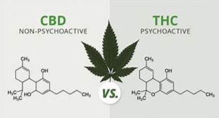 para que se utiliza el cbd