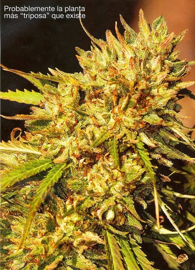 psicodelicia sweet seeds cultivo